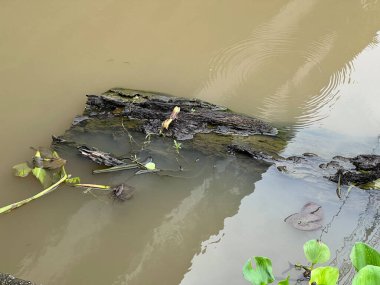 Nehirdeki eski ağaç kütüğü.