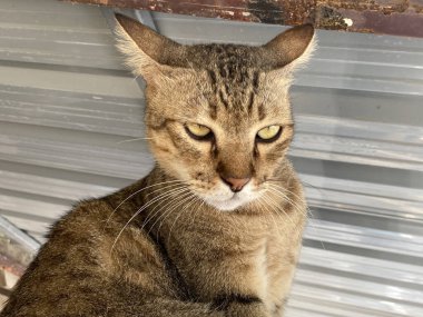 Güzel gri bir kedinin portresi.