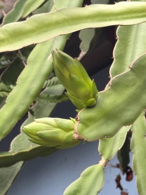 bir ejderha meyve bitkisinin yeşil yaprakları