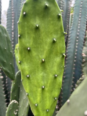 Yeşil yapraklı kaktüs