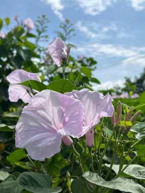 Bahçedeki güzel sabah çiçekleri