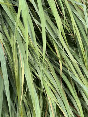 close up shot of lemon grass