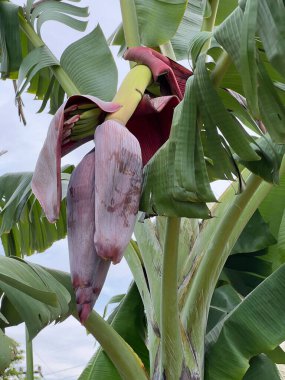 Doğanın bahçesinde muz çiçeği