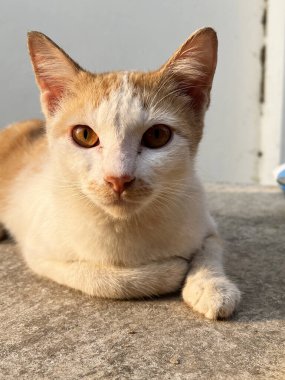 Tahta zeminde yatan bir kedinin dikey yakın çekimi.