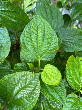 Çalının yeşil Betel Yaprakları