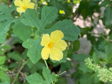 Sarı Acı Salatalık Çiçeği Bahçede