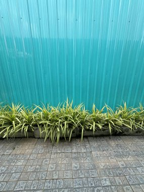 Yeşil çimento duvarlı Çam yapraklı vida