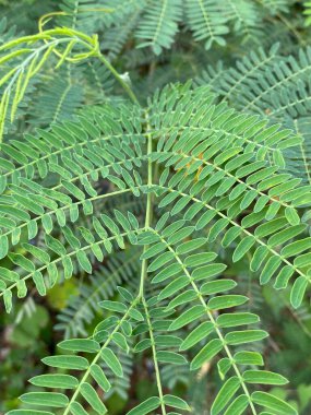 Akasya ağacının yeşil yaprakları