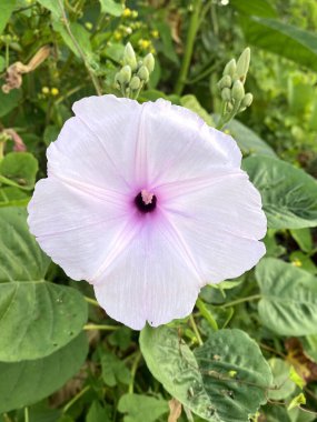 Doğa bahçesinde sabah çiçeği