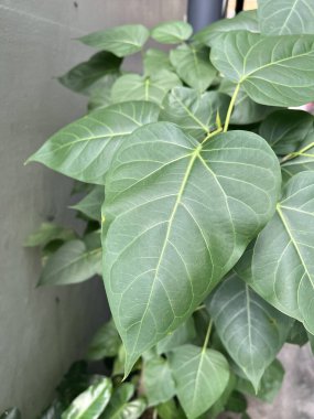 yeşil bodhi ağacı yaprakları bahçede