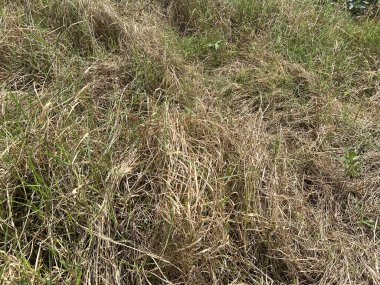 Yağmurdan sonra tarlada kuru otlar