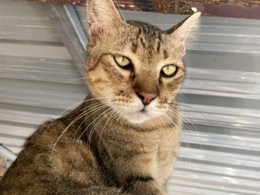 Kameraya bakan sevimli bir kedinin yakın görüntüsü.