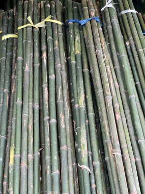 doğada yeşil bambu dokusu