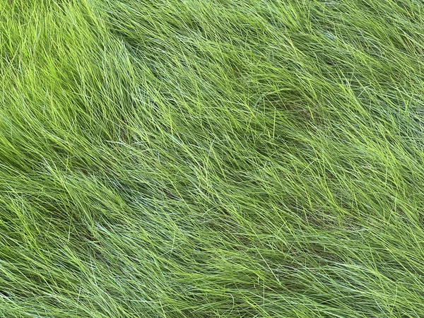 çimen dokusu, kapat, seçici odak