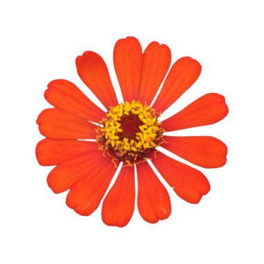Beyaz arka plan üzerinde izole turuncu zinnia çiçeği