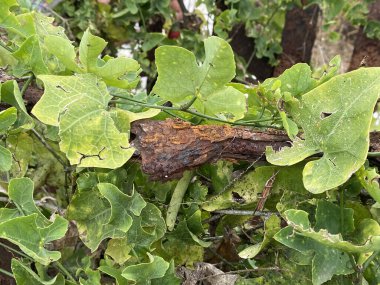 bir ağacın yeşil sarmaşık yaprakları