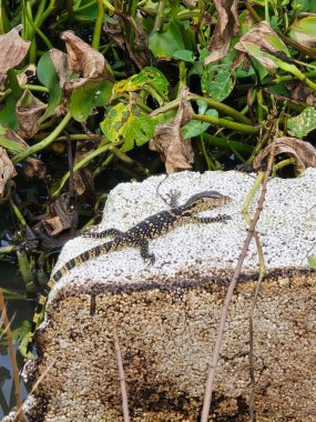 Köpük kutusunda kertenkele var.