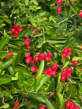 yeşil Carissa Carandas bahçedeki bir ağacın meyveleri