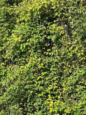 ağaç sarmaşığı doku arkaplanı