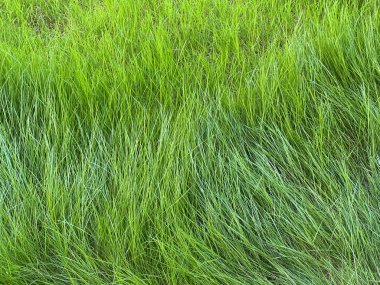 çimen alanı, görünümü kapat