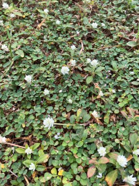 Beyaz Gomphrena ot çiçeğinin yeşil yaprakları