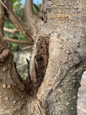 Yakın çekim - ağaç kabuğu görüntüsü