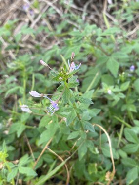 Bahçedeki yeşil örümcek çiçeği yaprakları