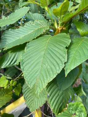 Yeşil kratom yapraklarının görüntüsünü kapat