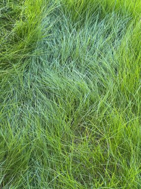 grass background, close up