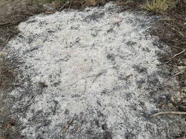 Kuru toprak ve kül dokusu. Ormanda toprak.