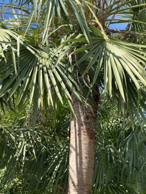 Güzel palmiye ağacı, yakın görüş.