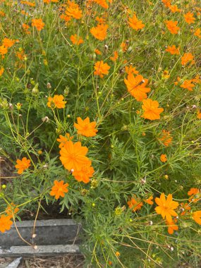 Güzel Kozmos sülfür çiçekleri bahçede