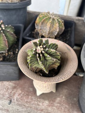 Güzel bir bitkinin yakınında.