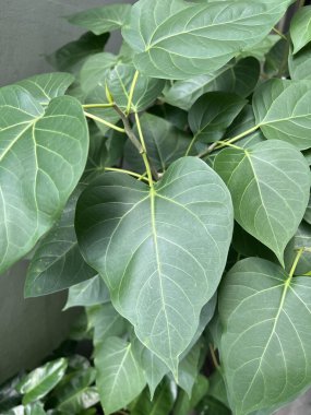 yeşil bodhi ağacı yaprağı dokusu arkaplanı