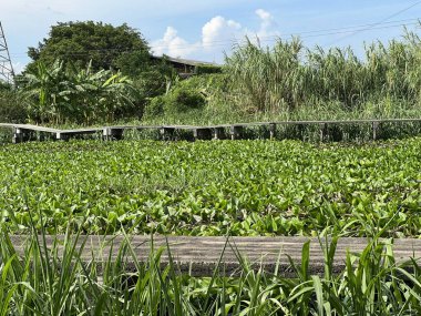 Bahçedeki yeşil su sümbülü