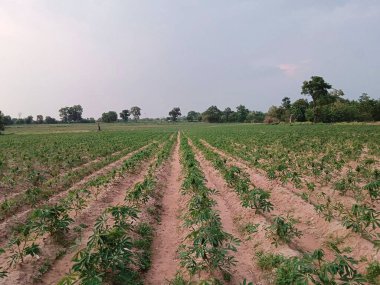 Genç manyok bitkisinin yeşil tarlası.