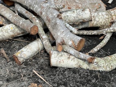 Ormanda bir odun yığını.