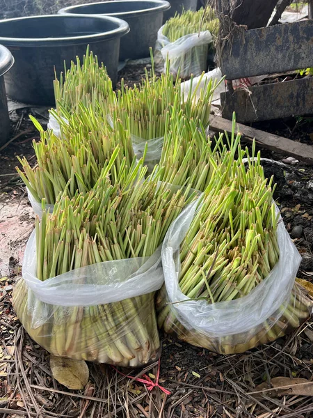 Ormanda yeşil limon çimeni