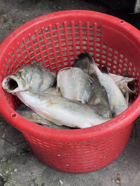 Sepette levrek balığı var.