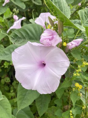 Bahçedeki güzel sabah çiçekleri