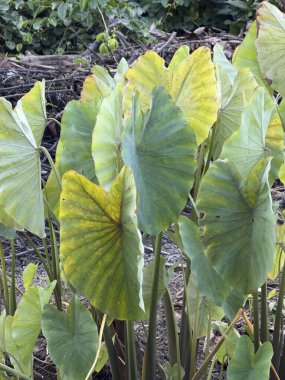 taro leaf on tree in the garden