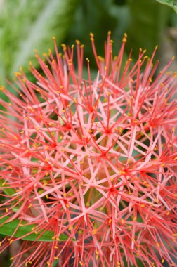 kırmızı kan çiçek