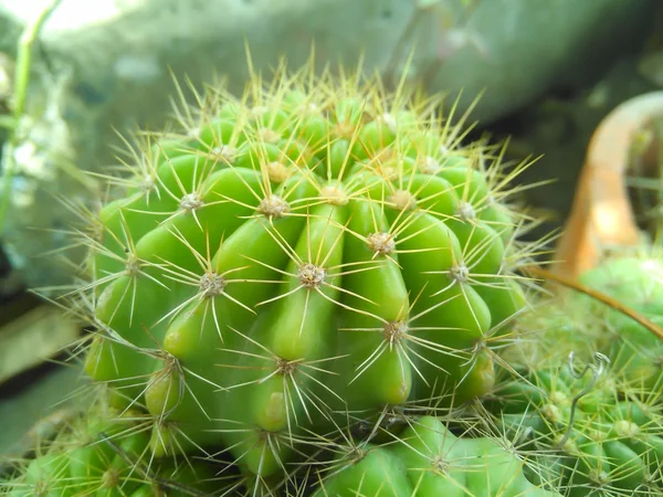 Kaktusbaum aus nächster Nähe — Stockfoto
