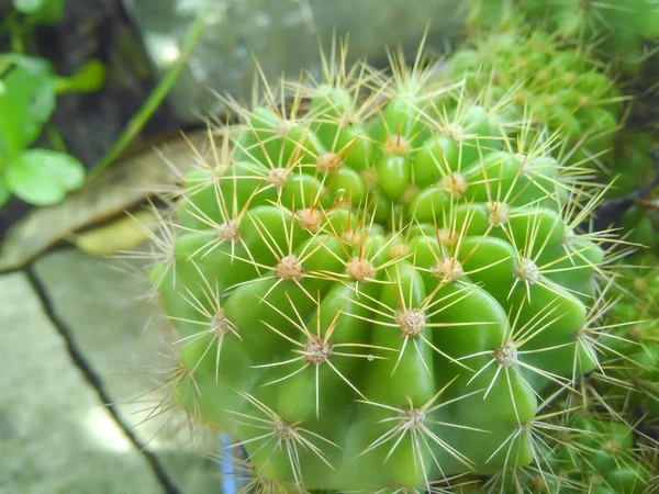 Primer plano árbol de cactus — Foto de Stock