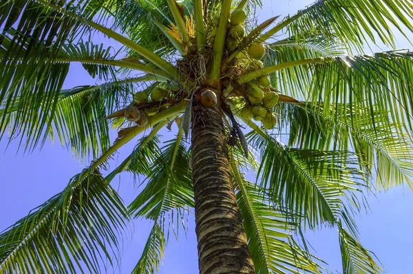 Árbol de coco en el jardín — Foto de Stock