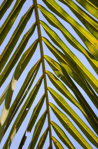 Зеленые кокосовые листья фона — стоковое фото