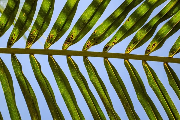 Зеленые кокосовые листья фона — стоковое фото