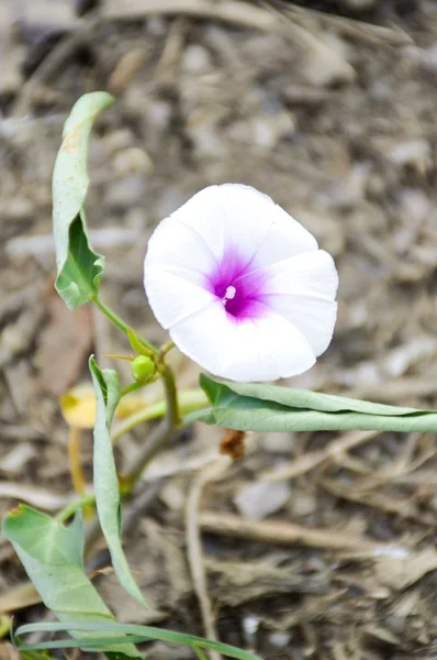 Branco Ipomoea aquatica Forsk flor no jardim da natureza — Fotografia de Stock