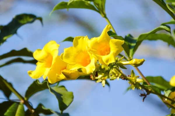 Gelbe Allamanda Blume im Garten — Stockfoto