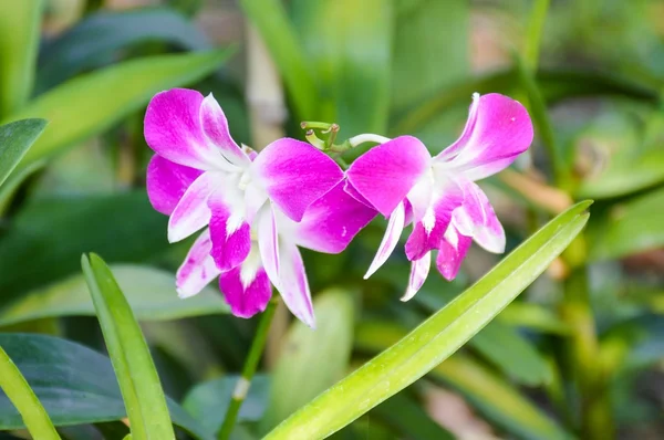 Krásná fialová orchidej květina — Stock fotografie